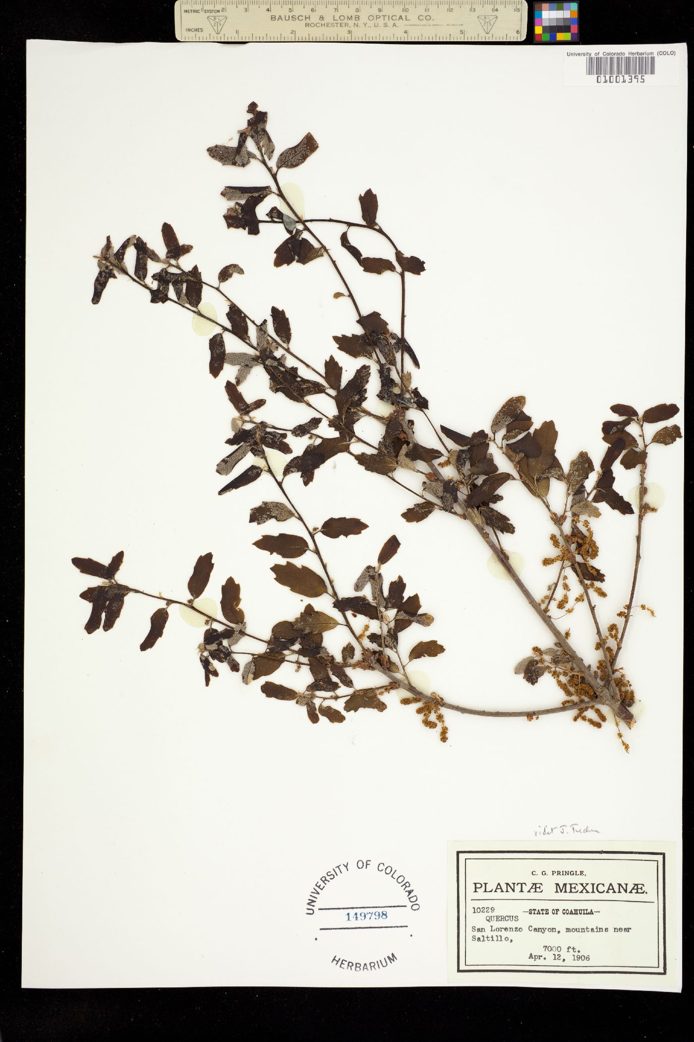 Quercus sp. image