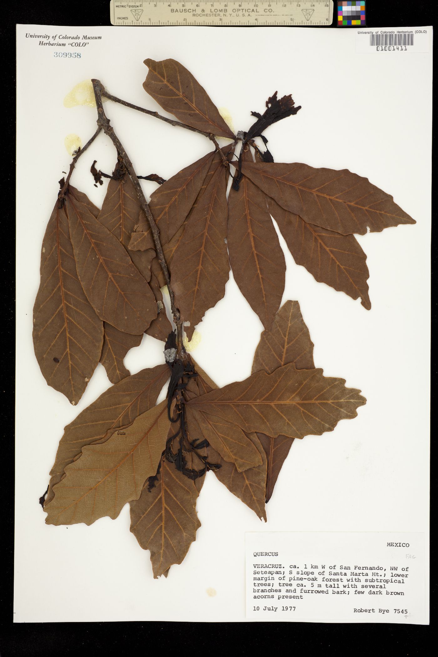 Quercus sp. image