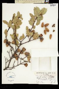 Image of Quercus wislizeni