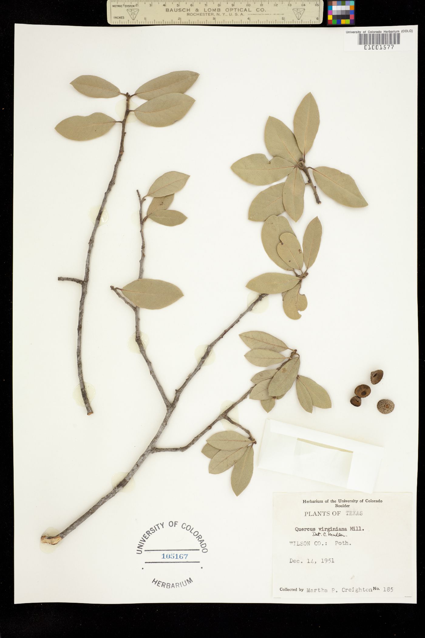 Quercus virginiana image