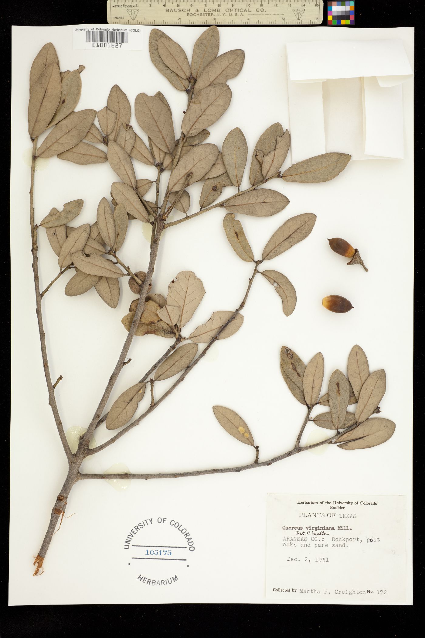 Quercus virginiana image