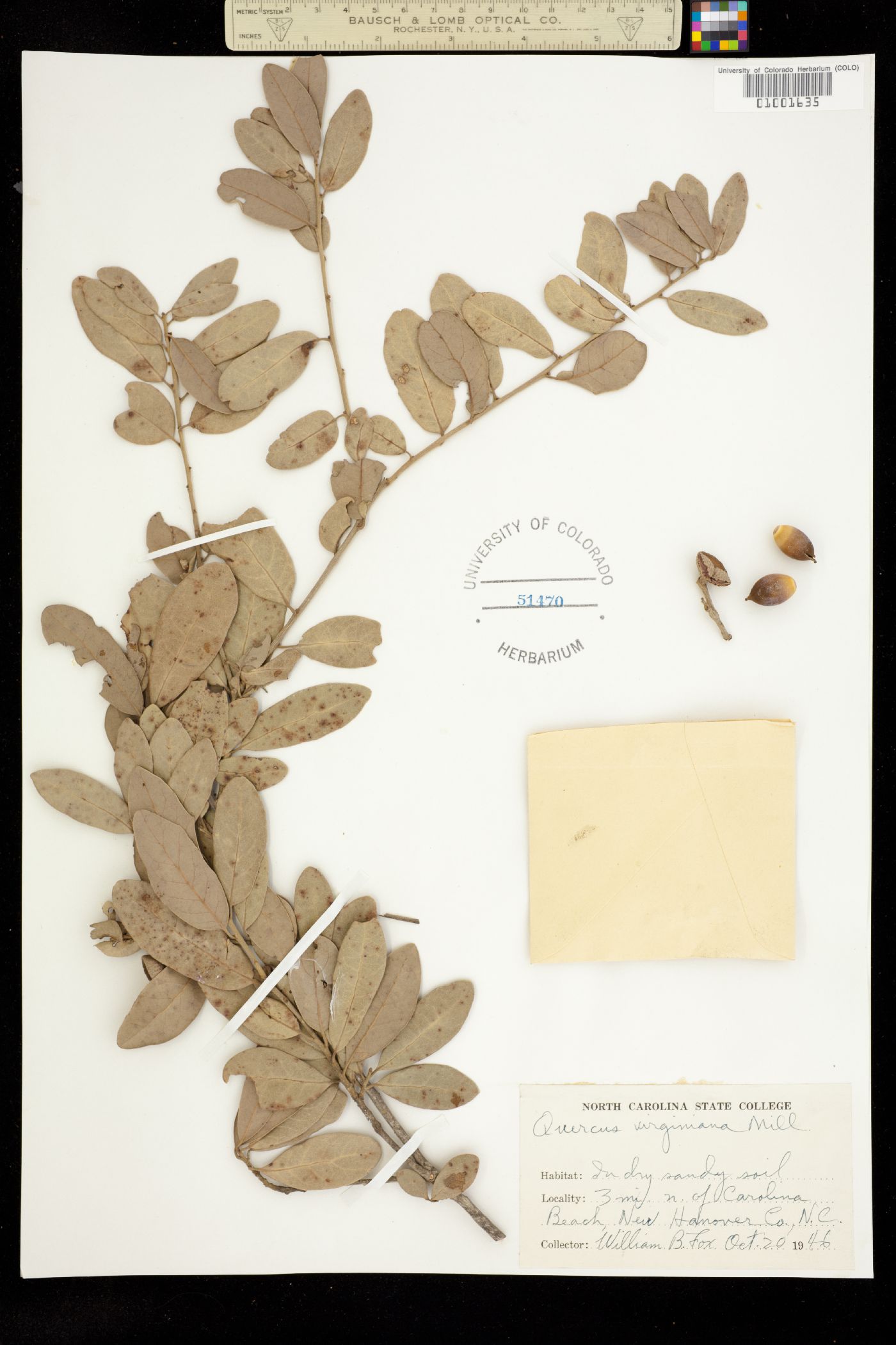 Quercus virginiana image