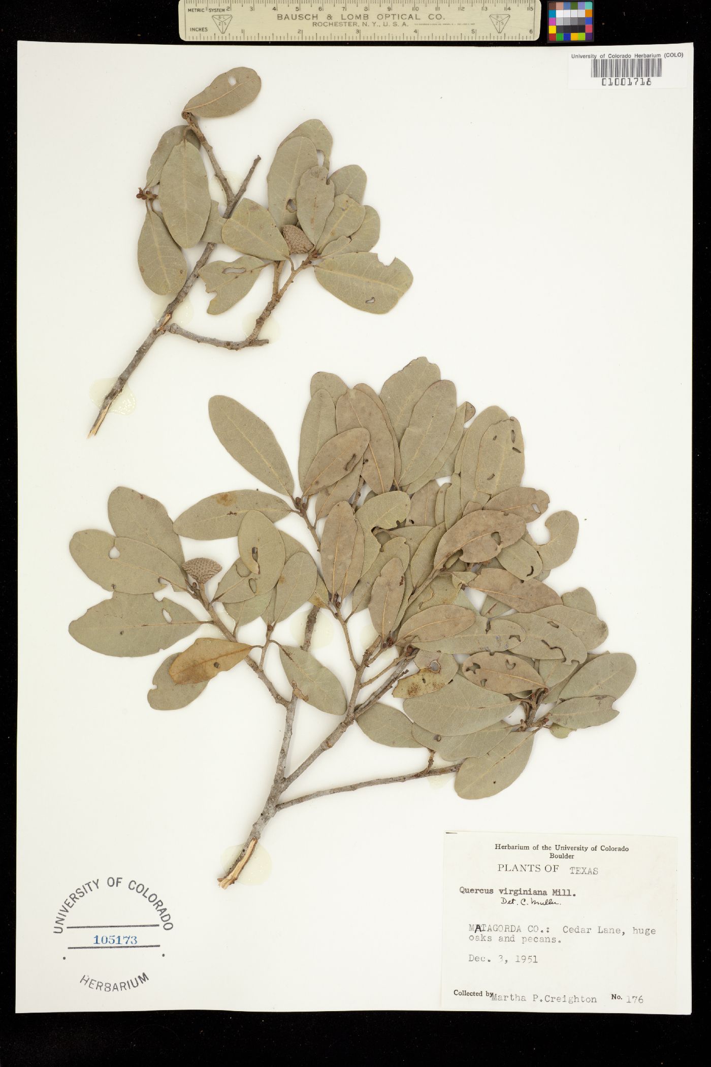 Quercus virginiana image