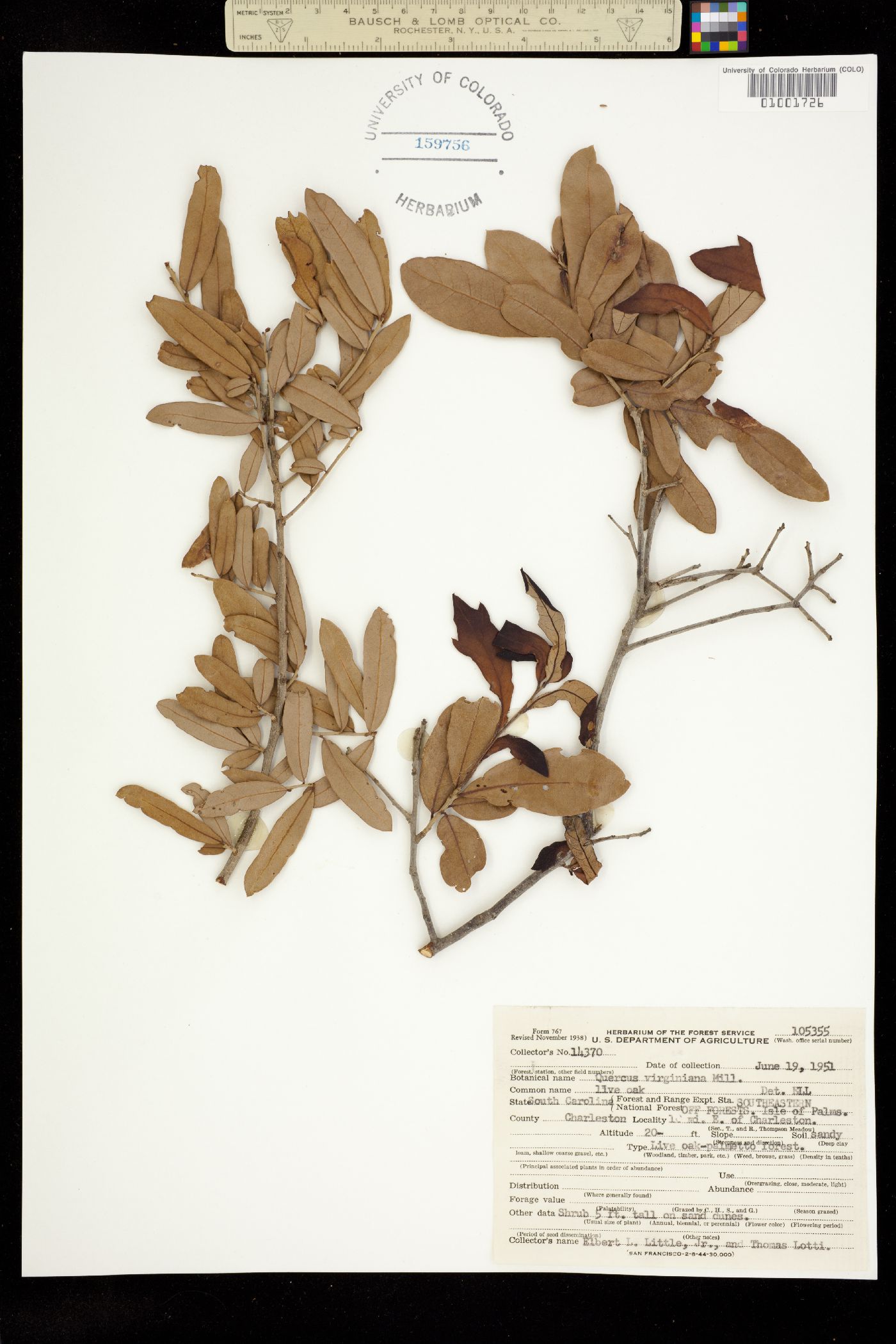 Quercus virginiana image