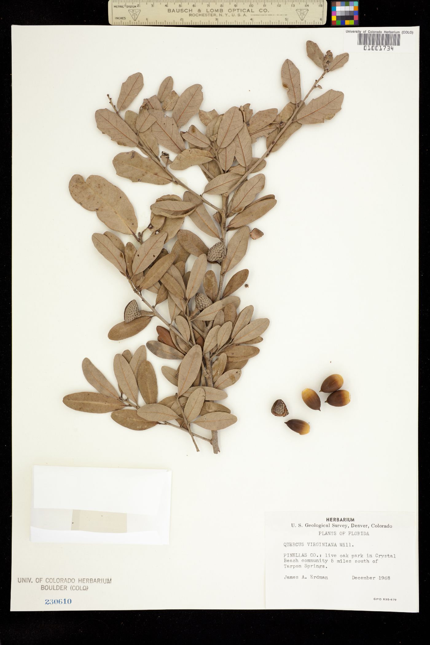 Quercus virginiana image