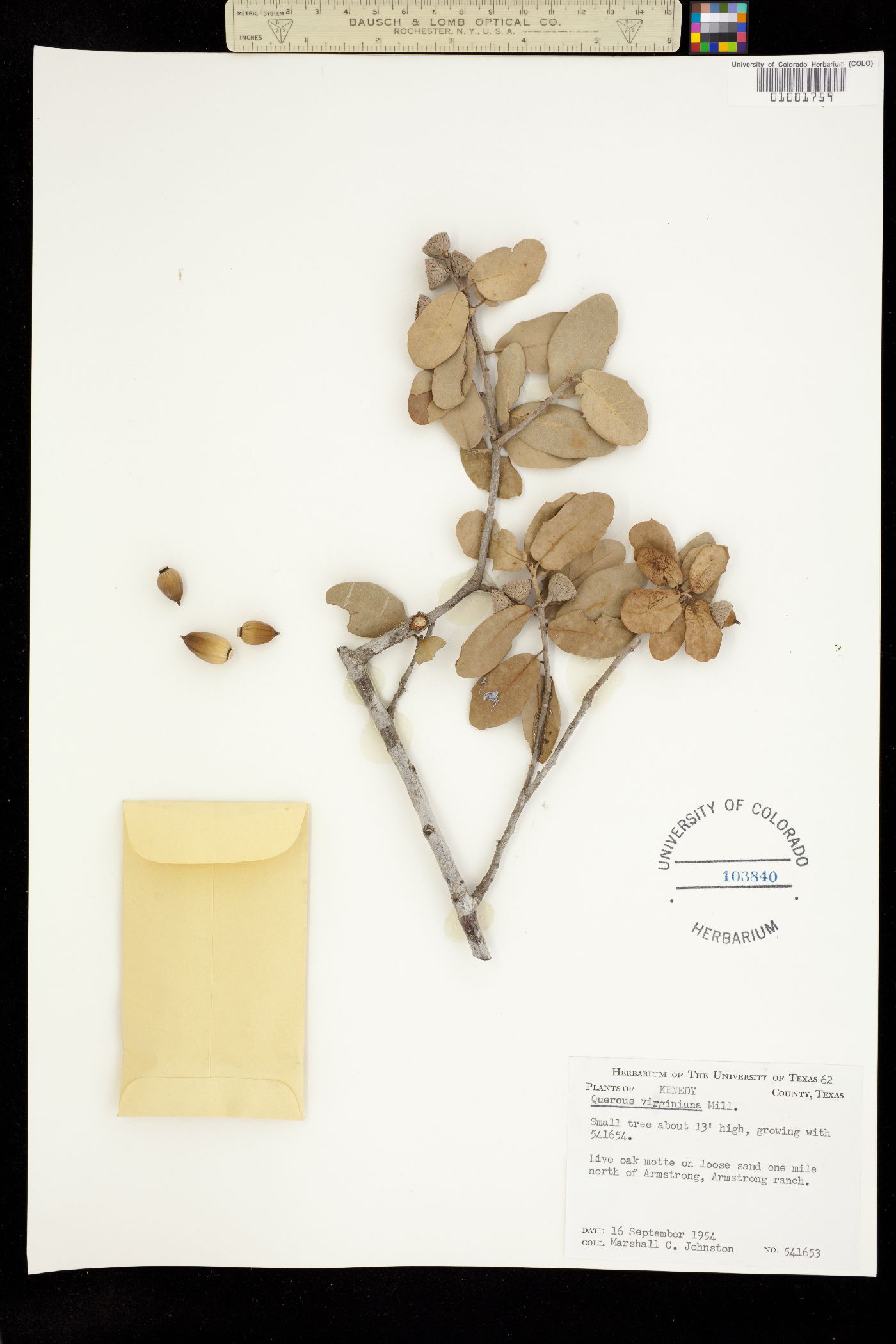 Quercus virginiana image