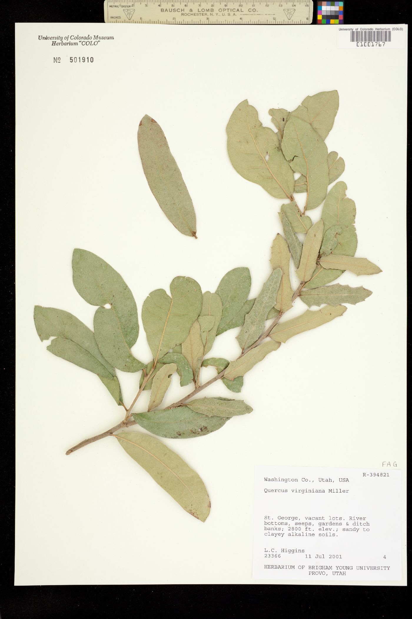 Quercus virginiana image