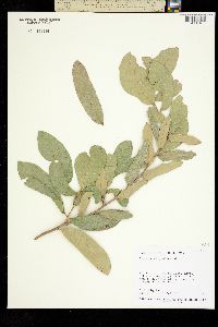 Image of Quercus virginiana