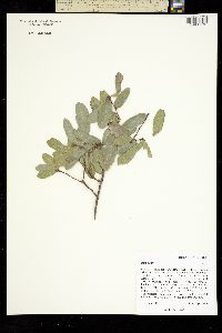 Quercus sp. image