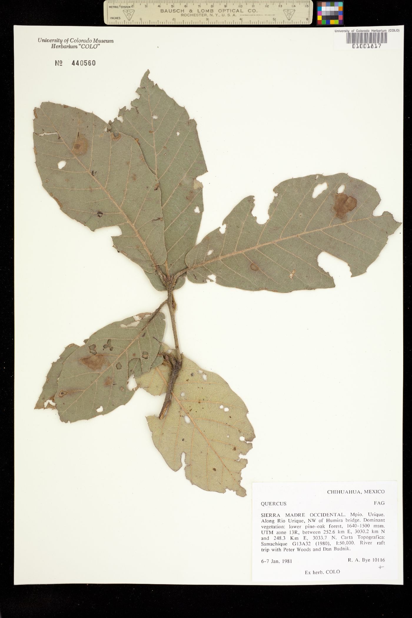 Quercus sp. image