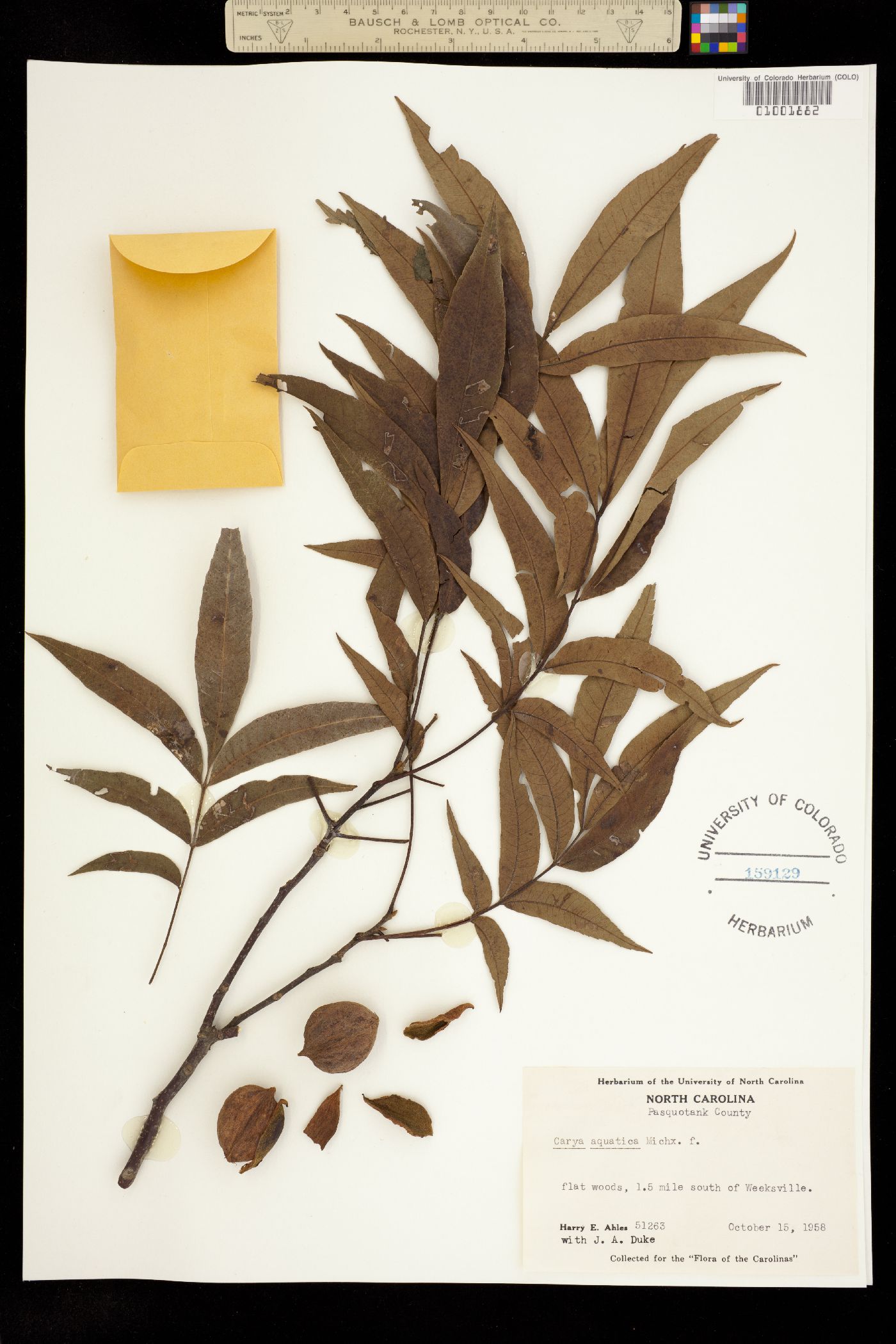 Carya aquatica image