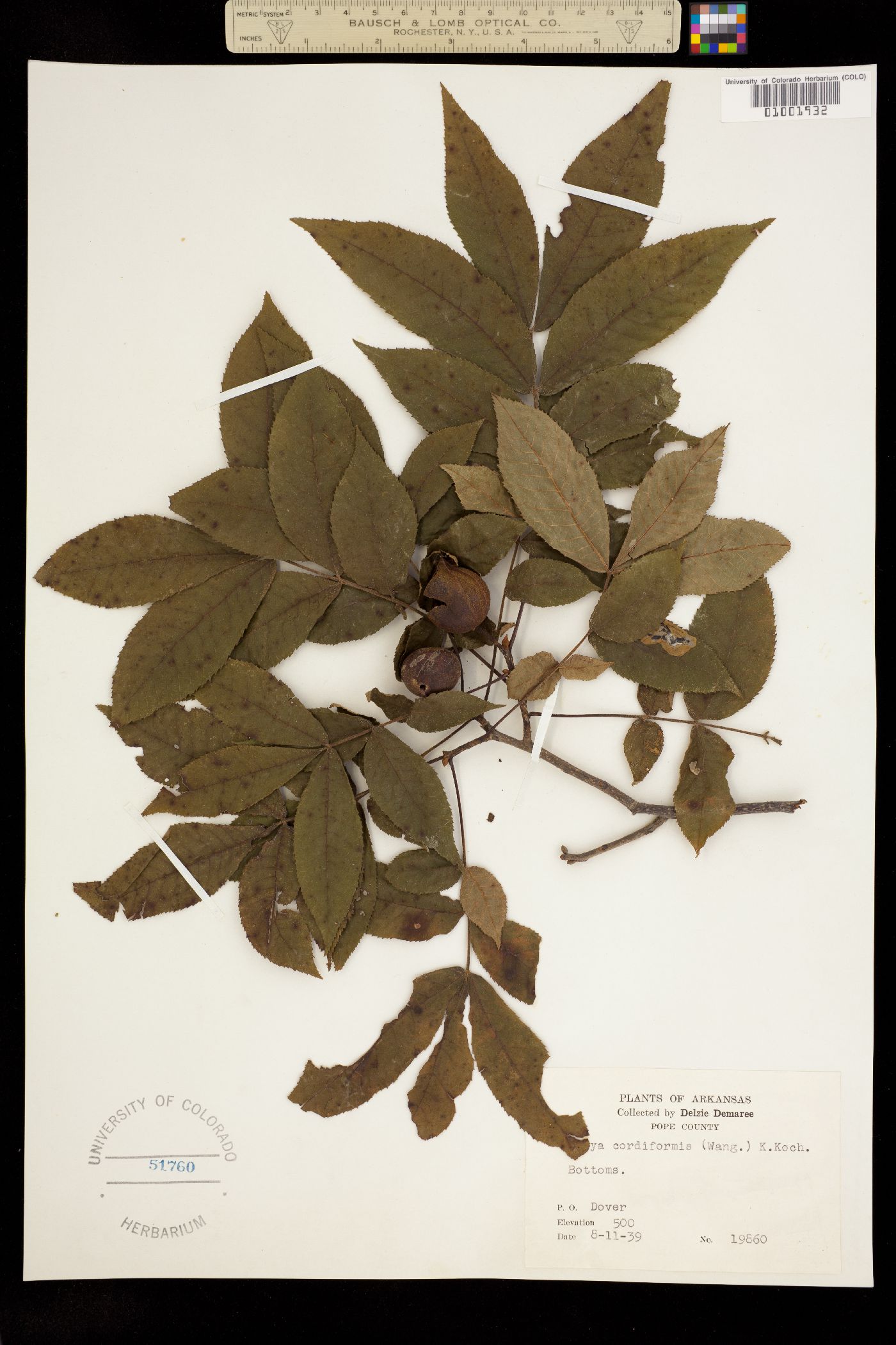 Carya cordiformis image