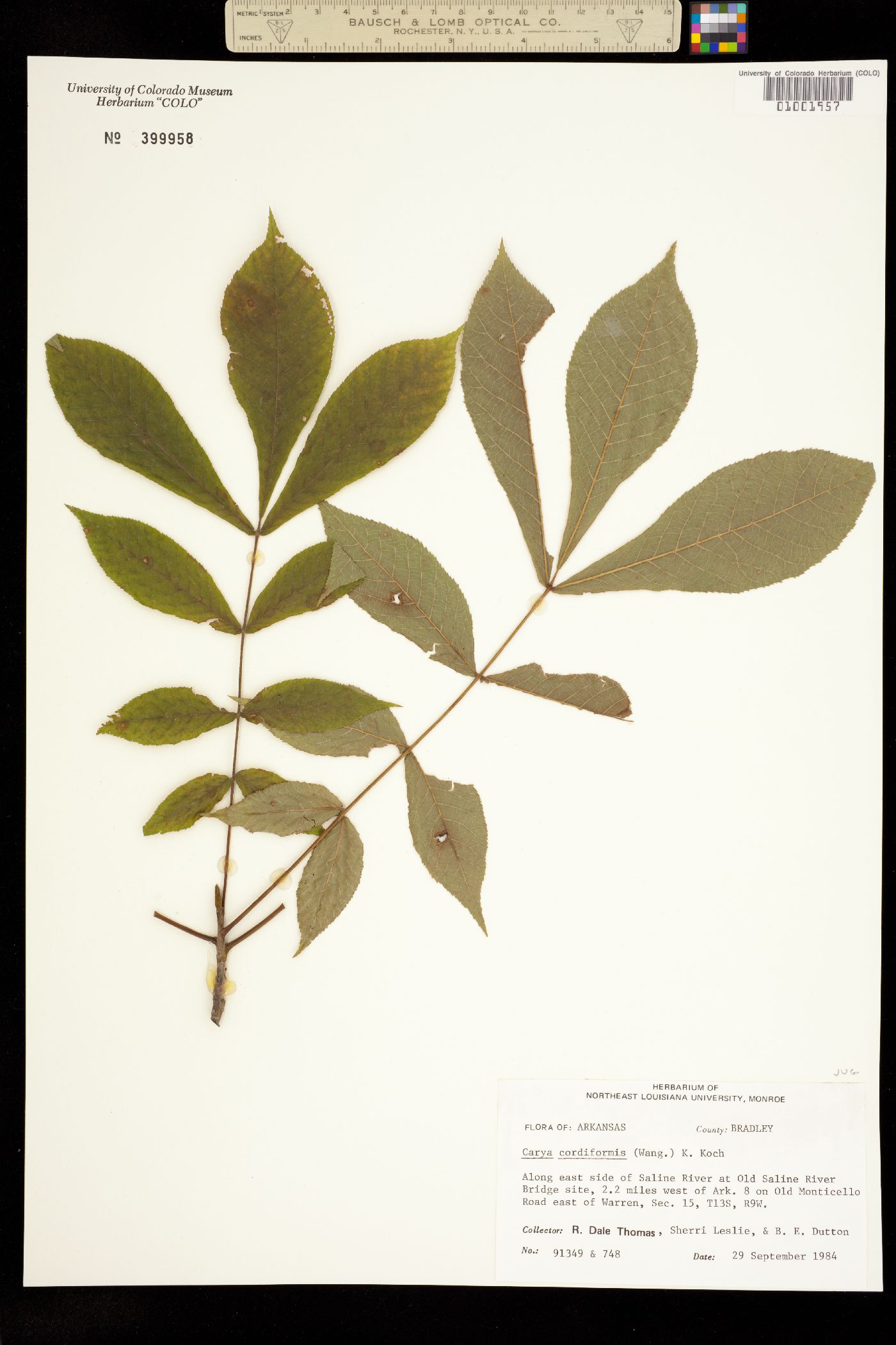 Carya cordiformis image