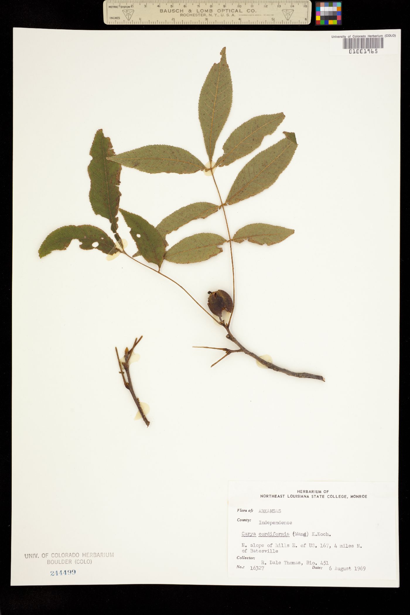 Carya cordiformis image