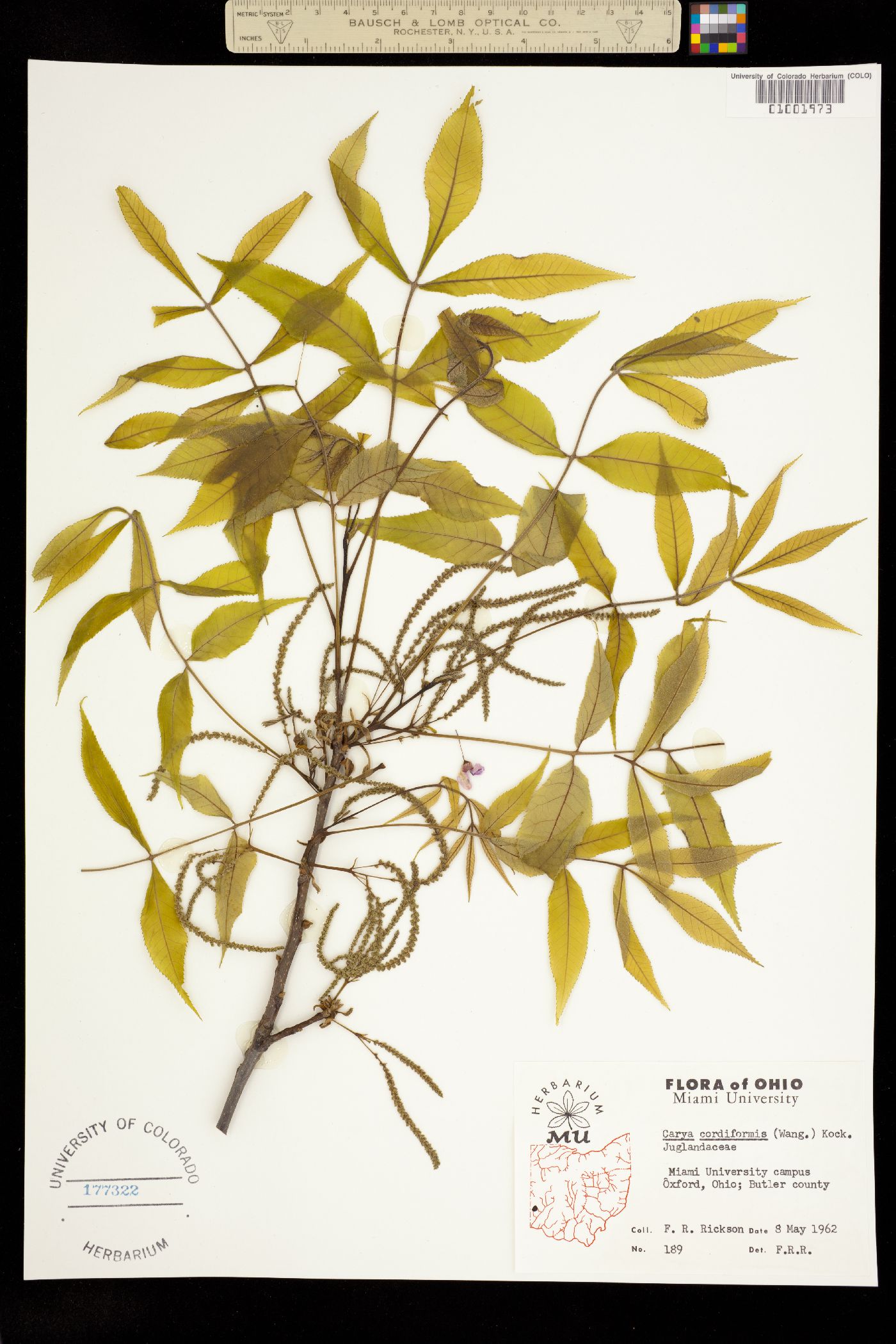 Carya cordiformis image