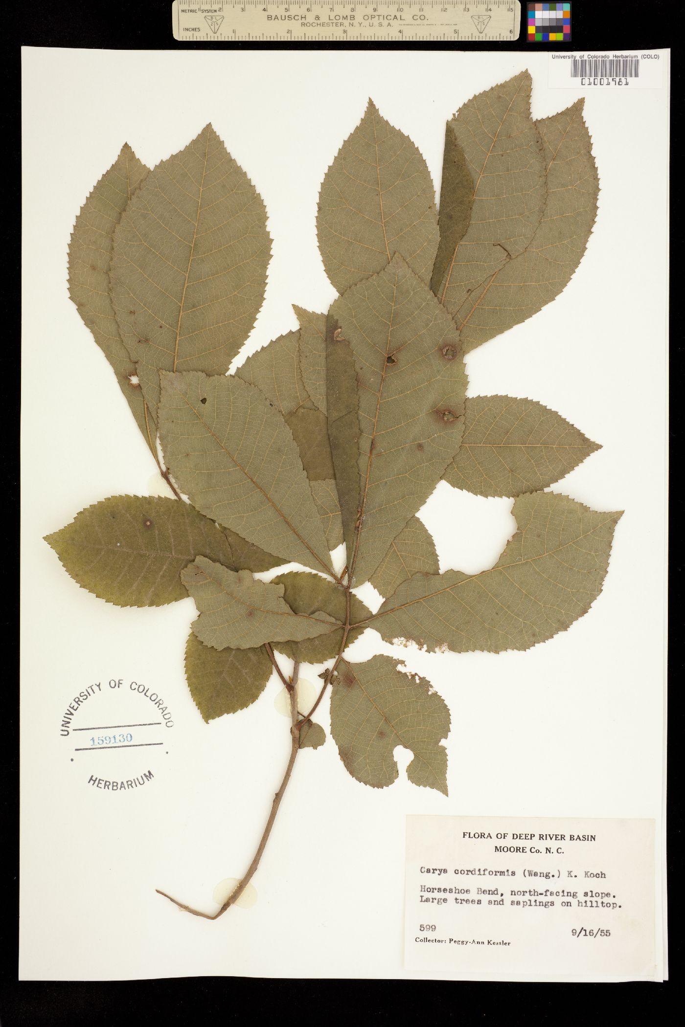 Carya cordiformis image