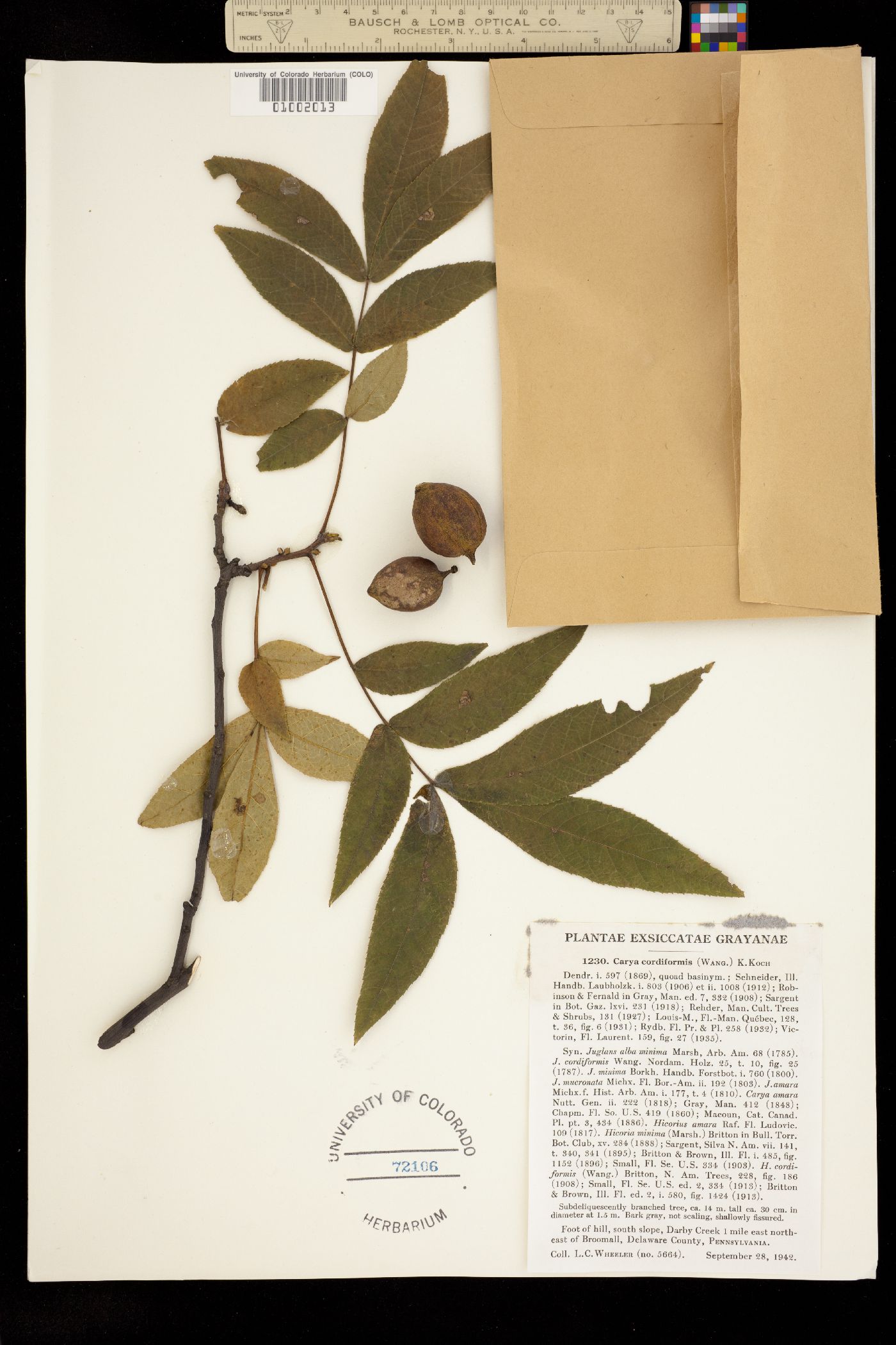 Carya cordiformis image