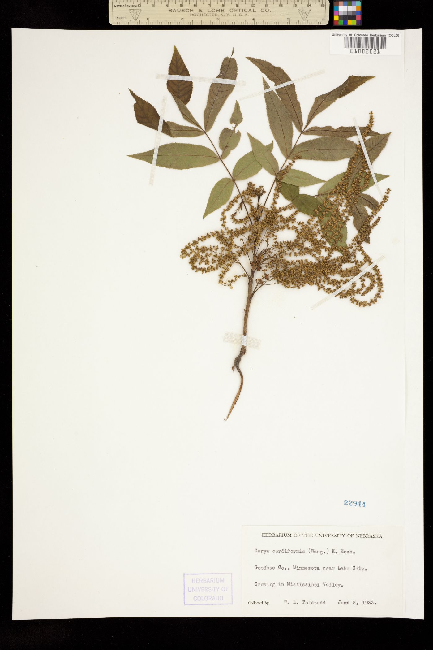 Carya cordiformis image