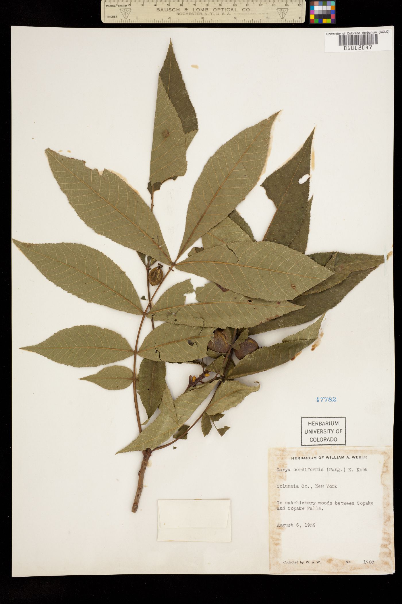 Carya cordiformis image