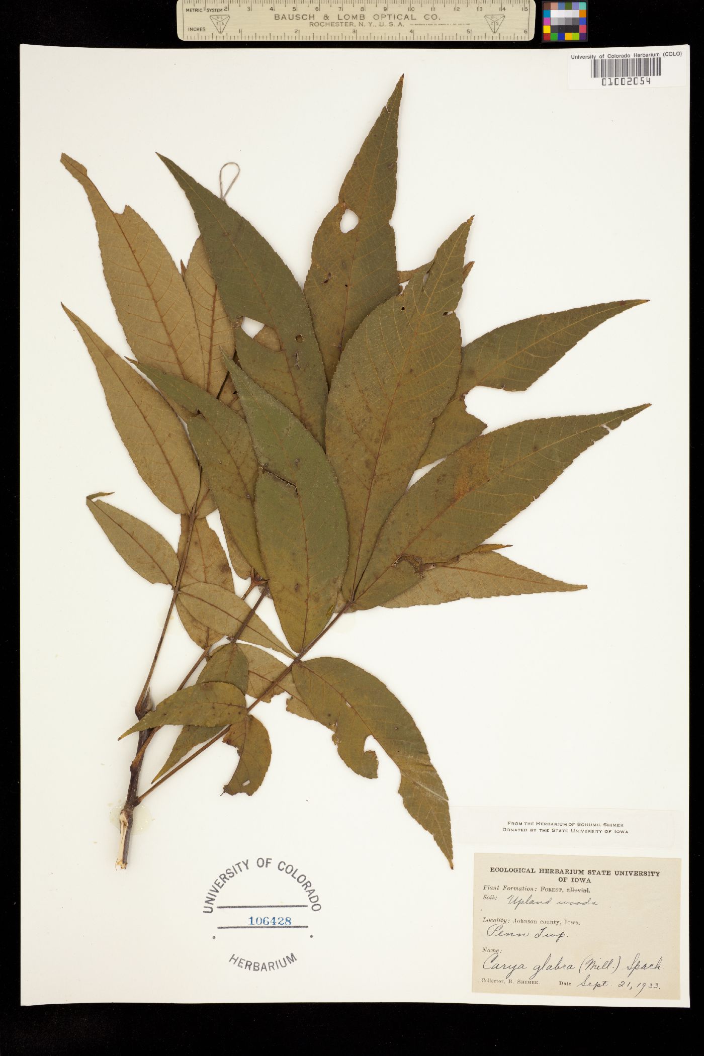 Carya glabra image
