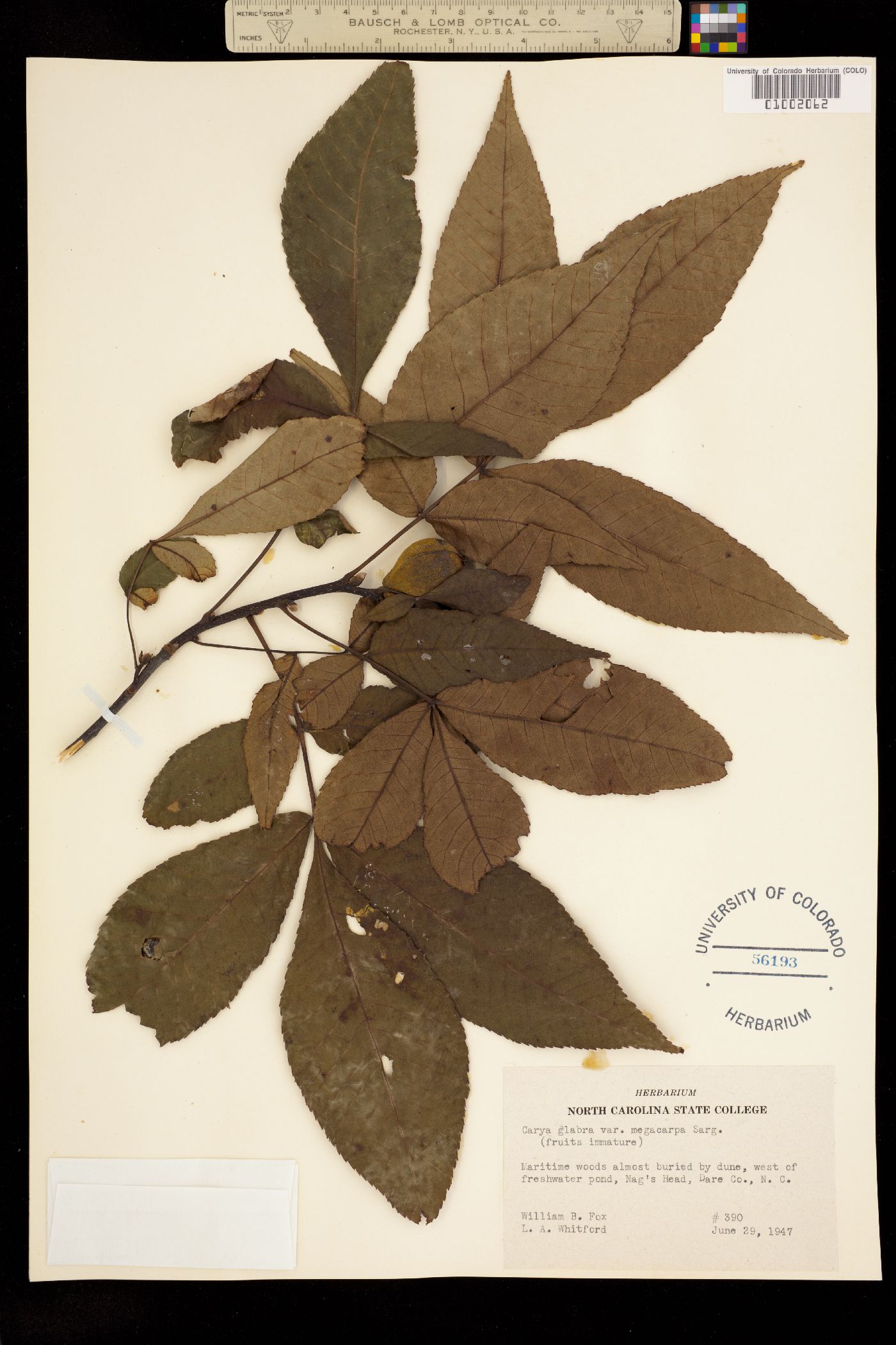 Carya glabra image