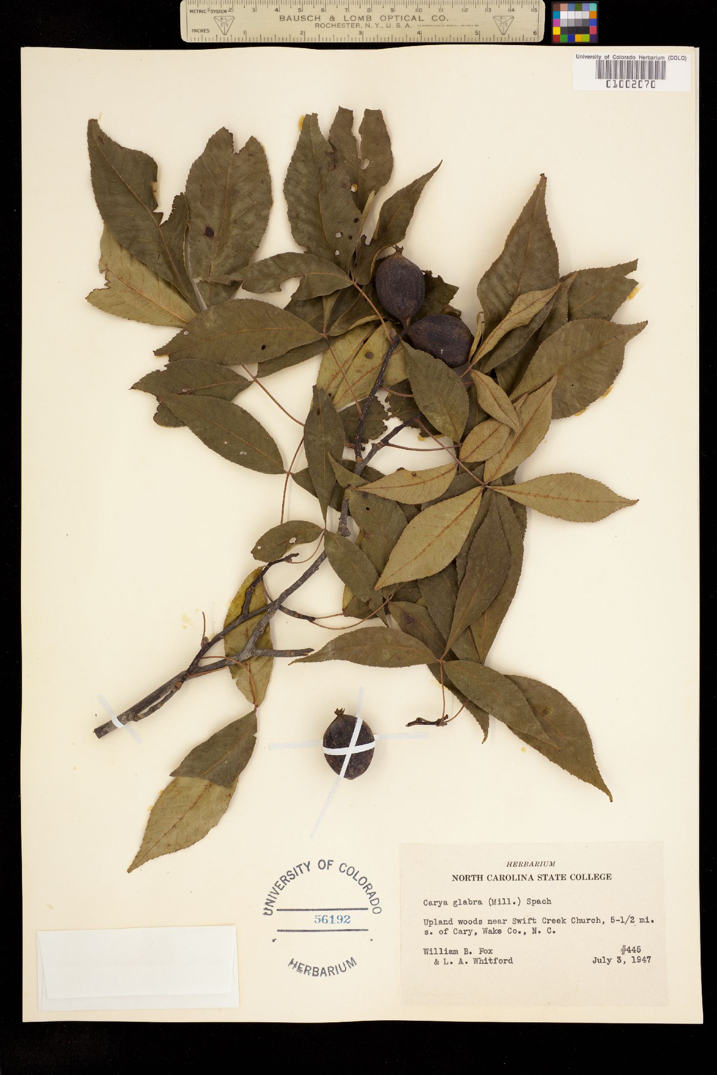 Carya glabra image