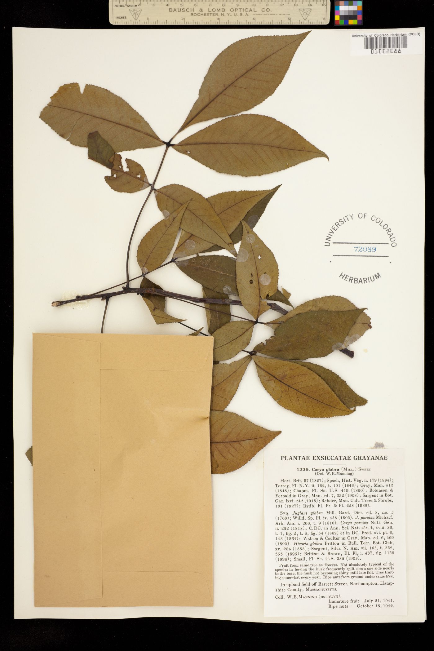 Carya glabra image