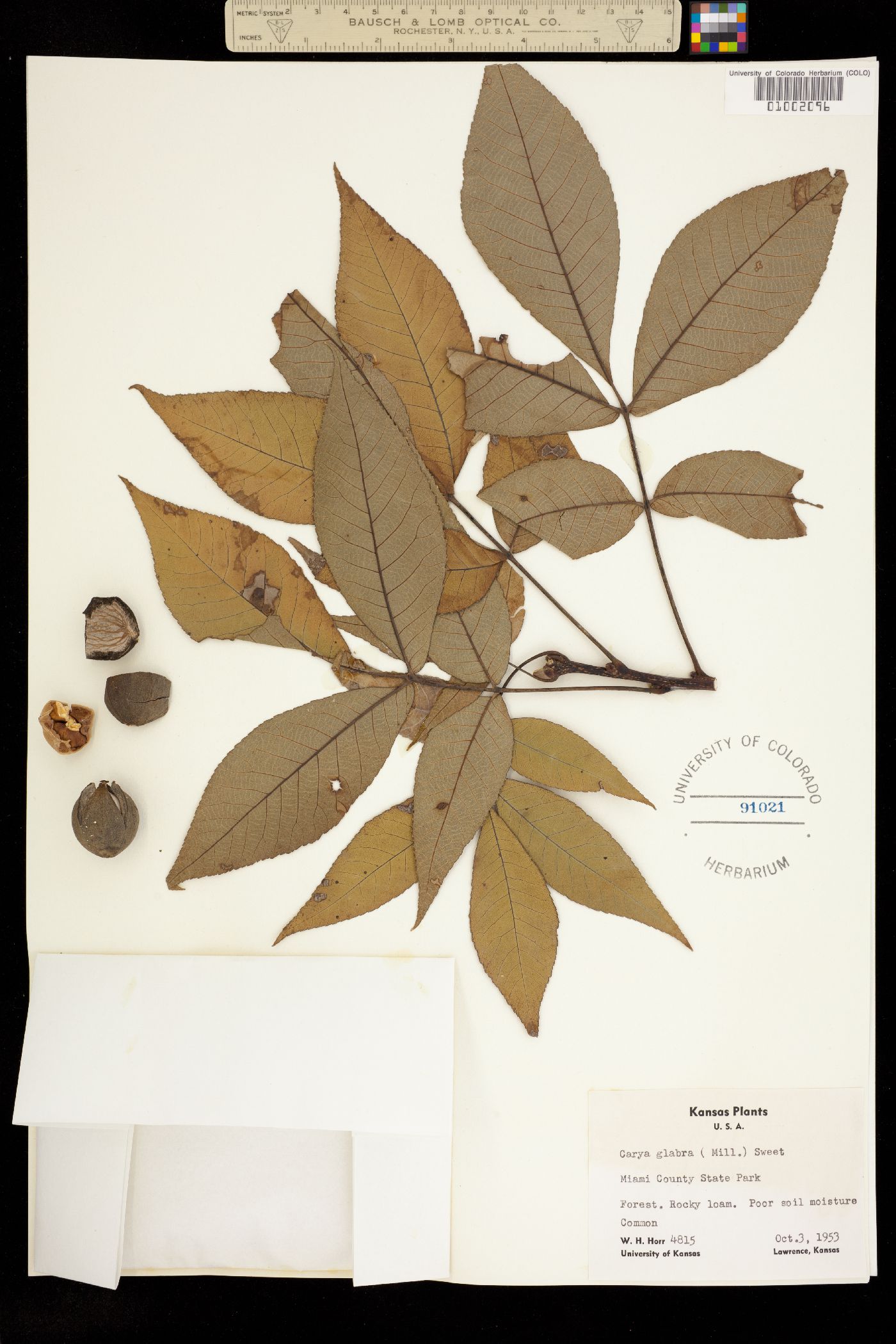 Carya glabra image