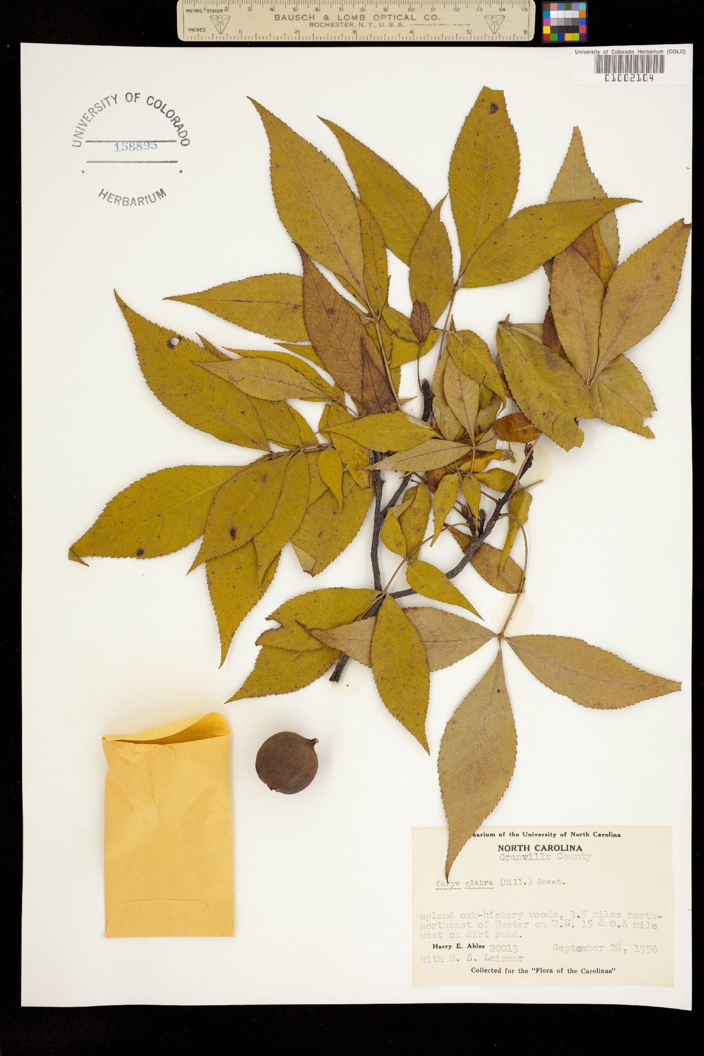 Carya glabra image