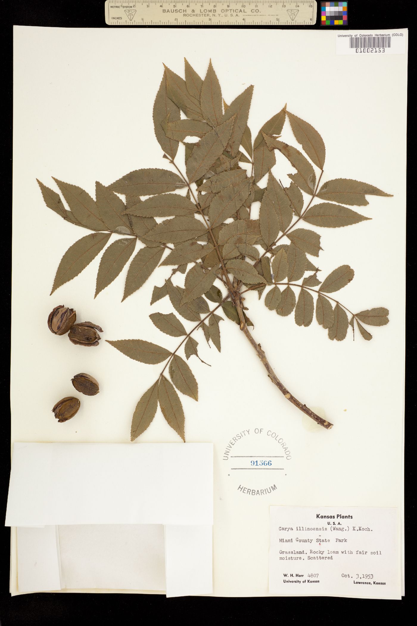 Carya illinoinensis image