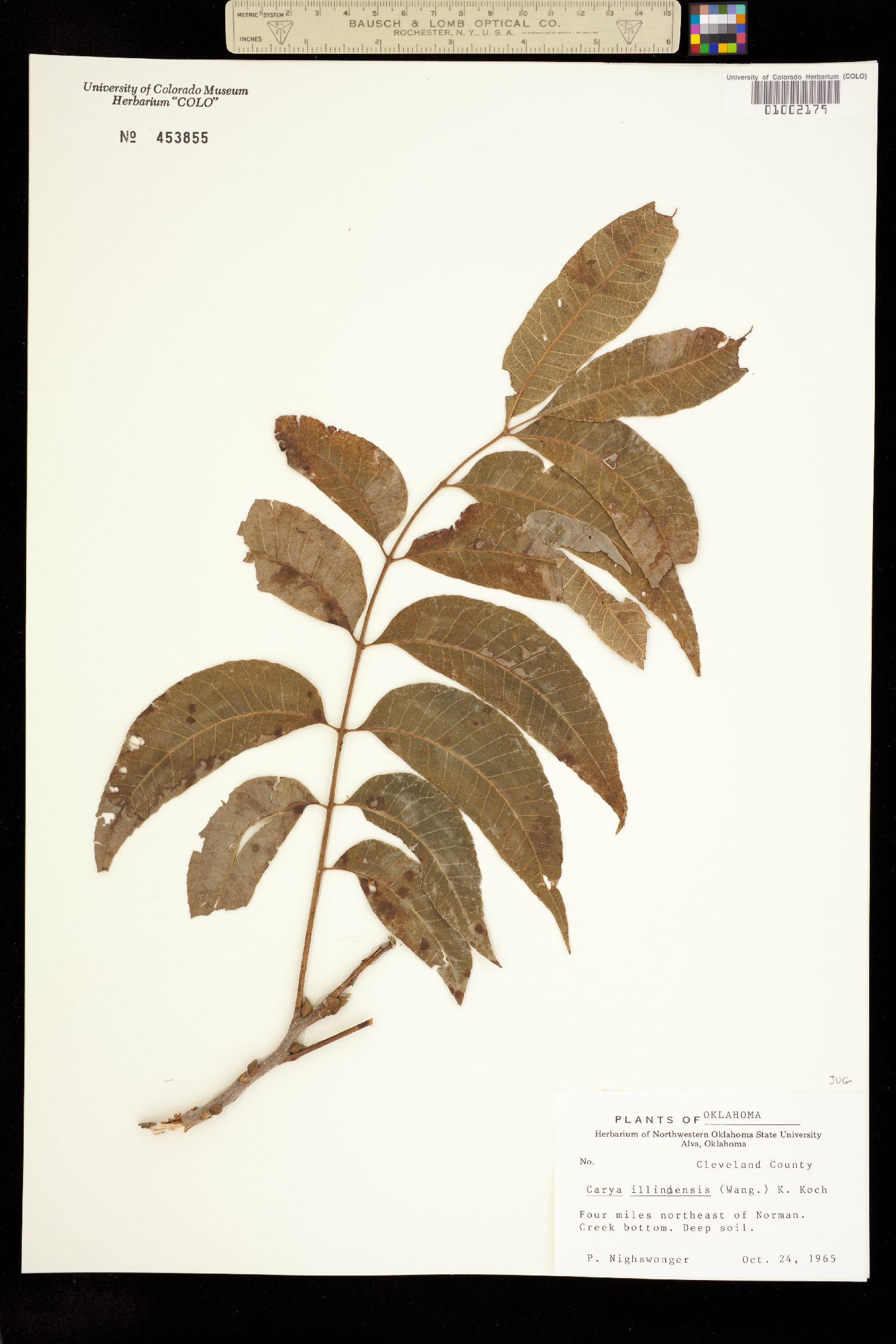 Carya illinoinensis image