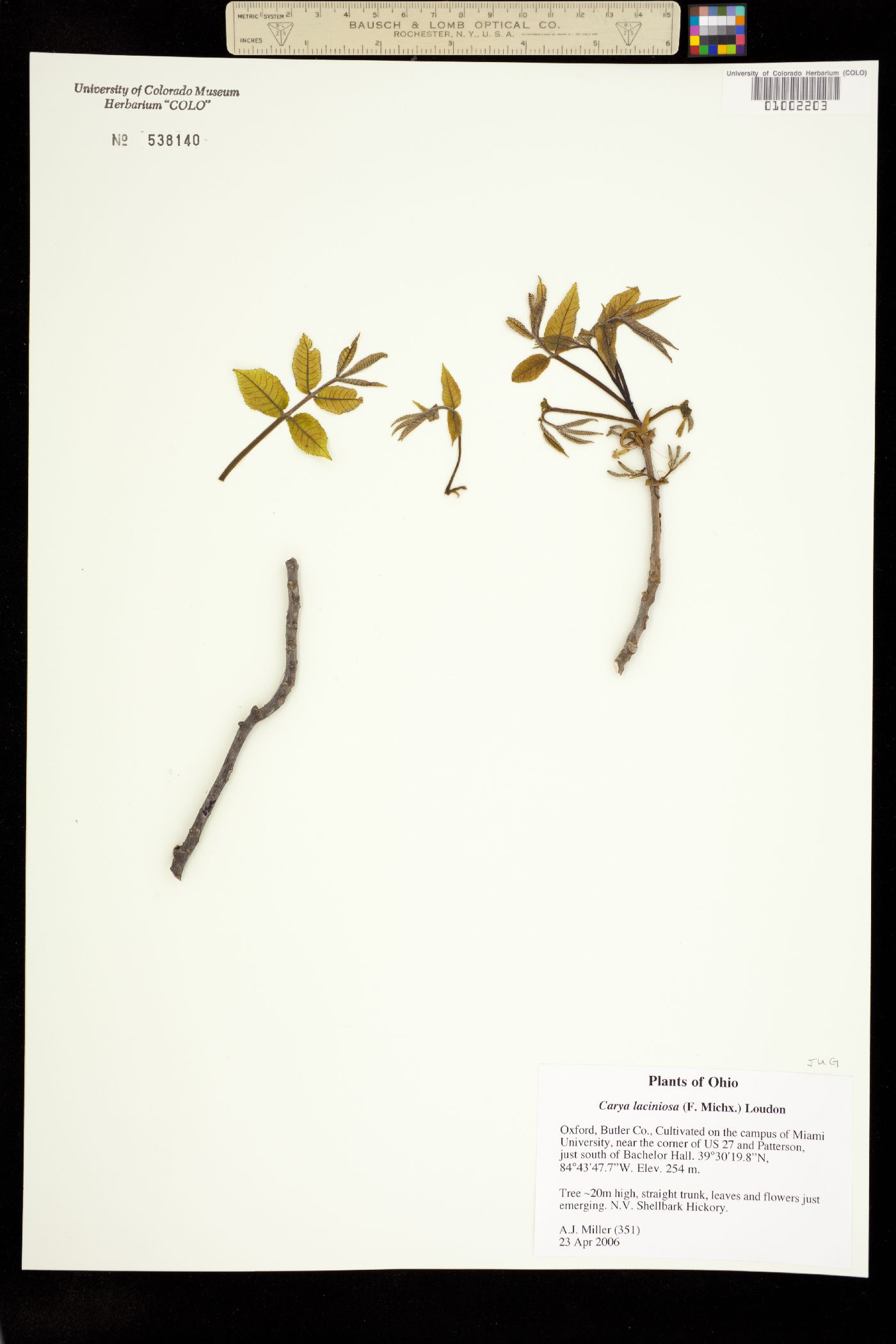 Carya laciniosa image
