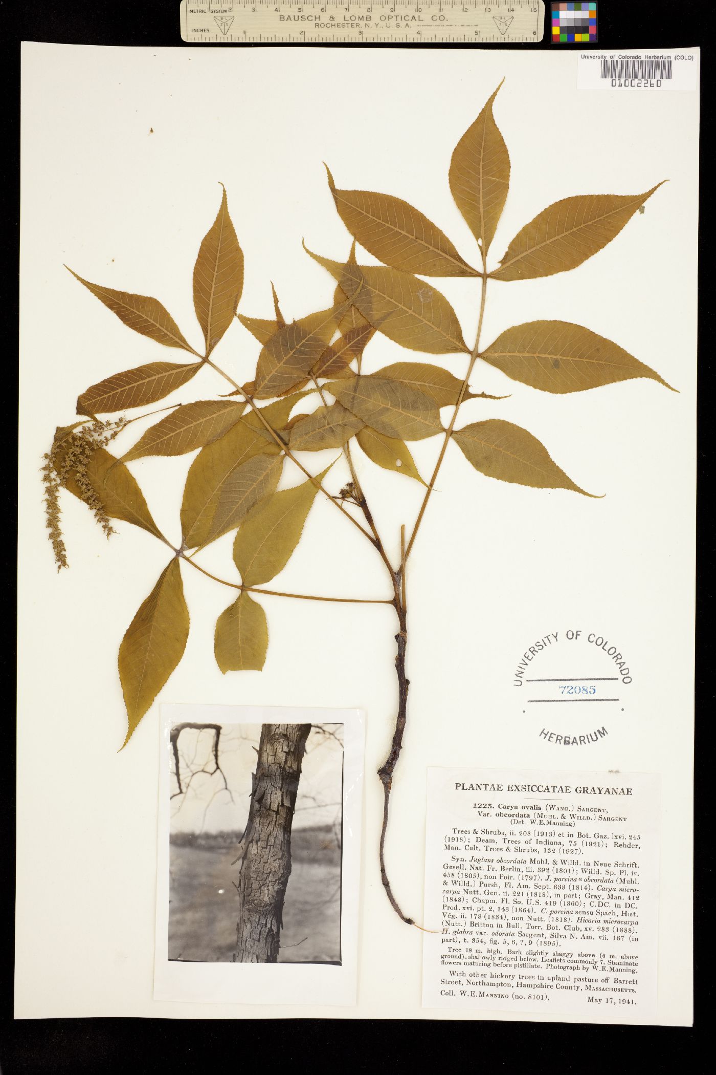 Carya glabra image