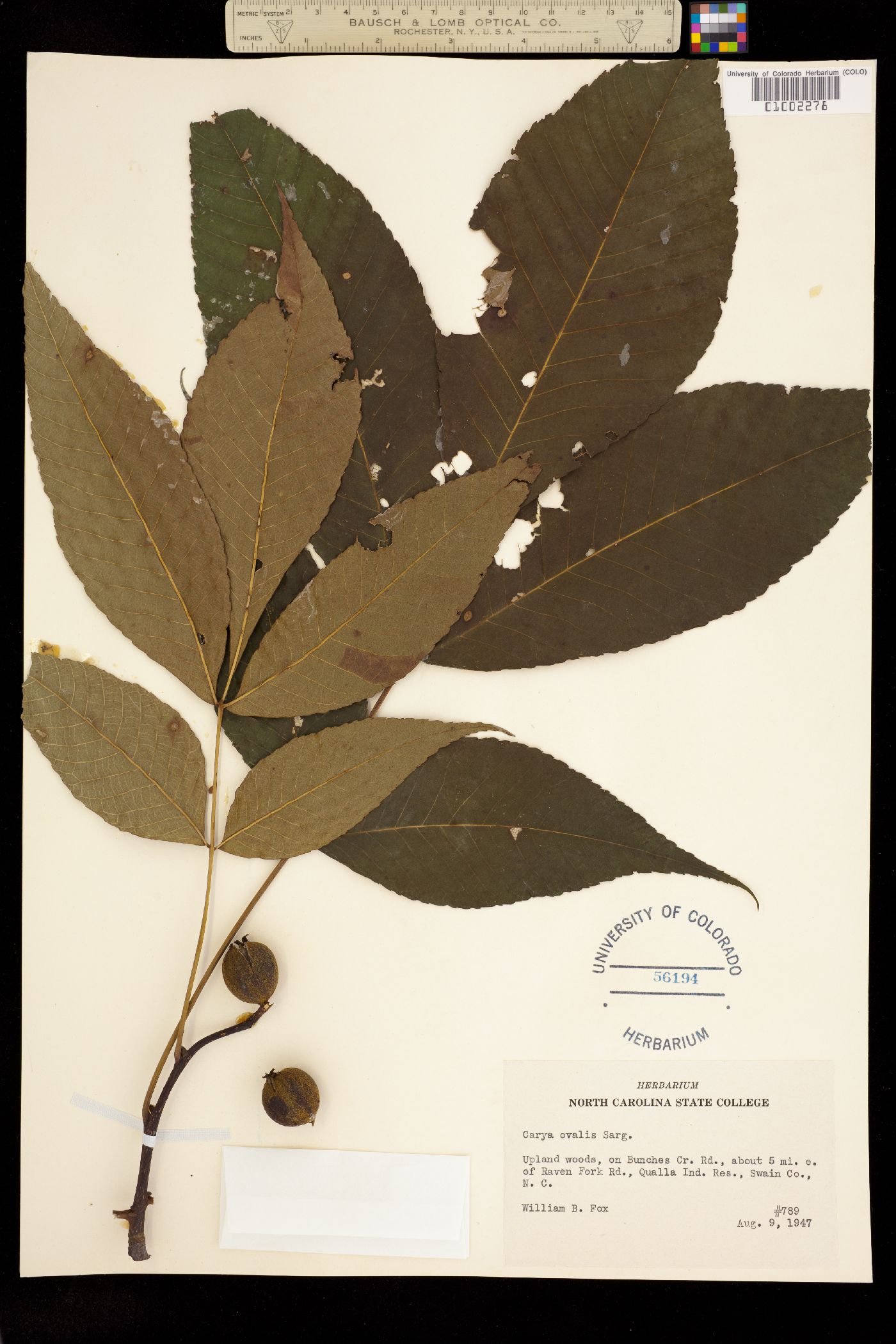 Carya glabra image