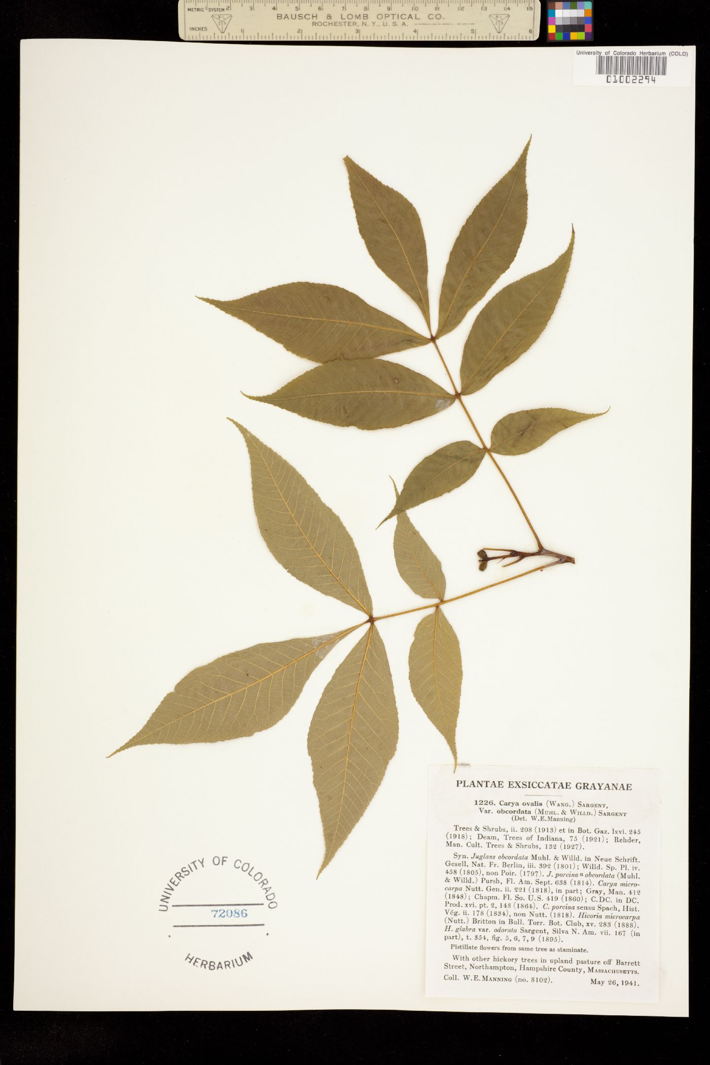 Juglandaceae image