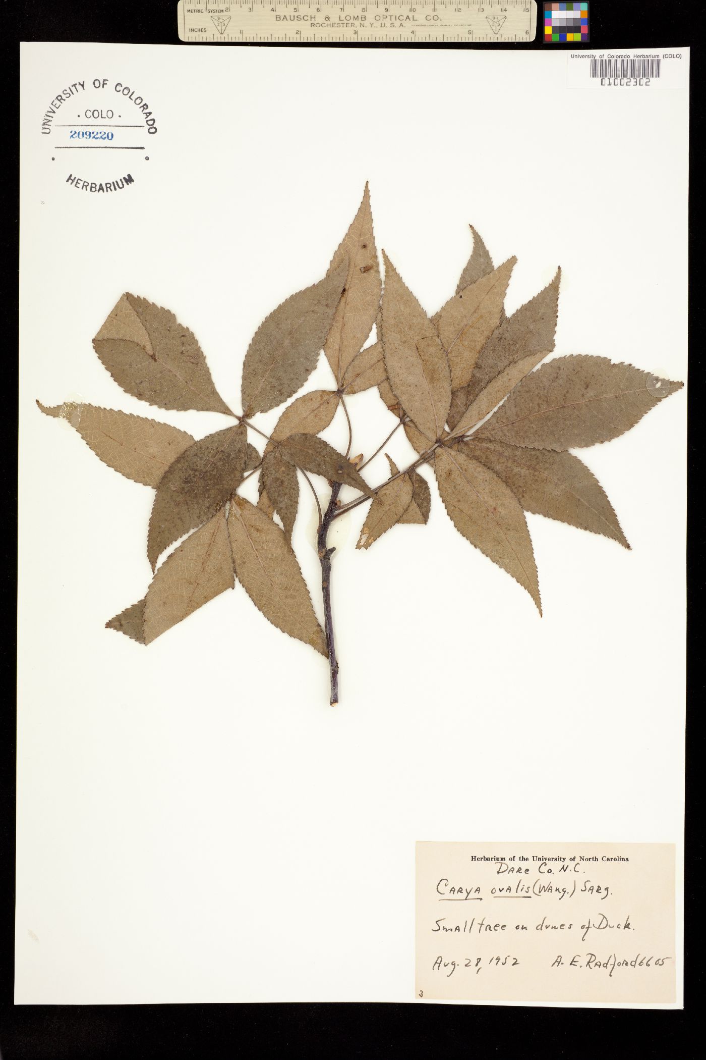 Carya glabra image