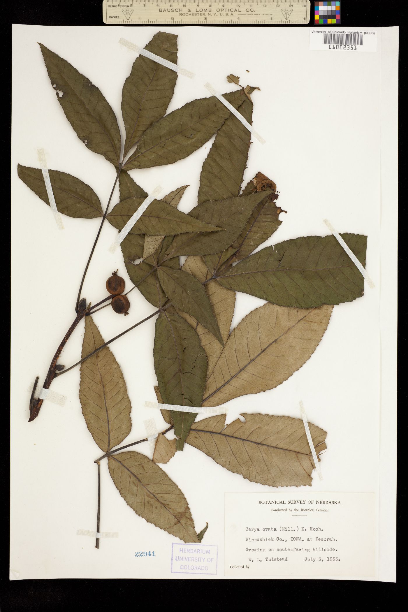 Carya ovata image