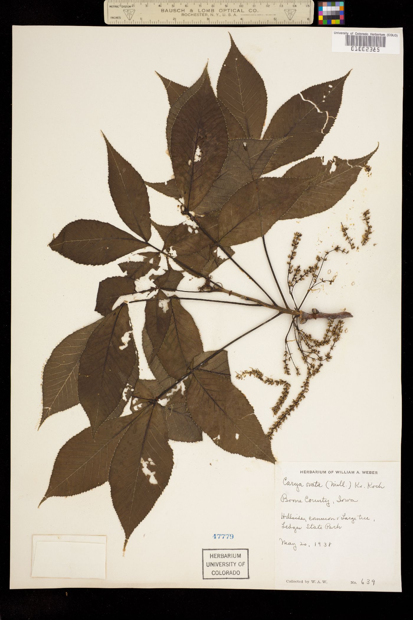 Carya ovata image