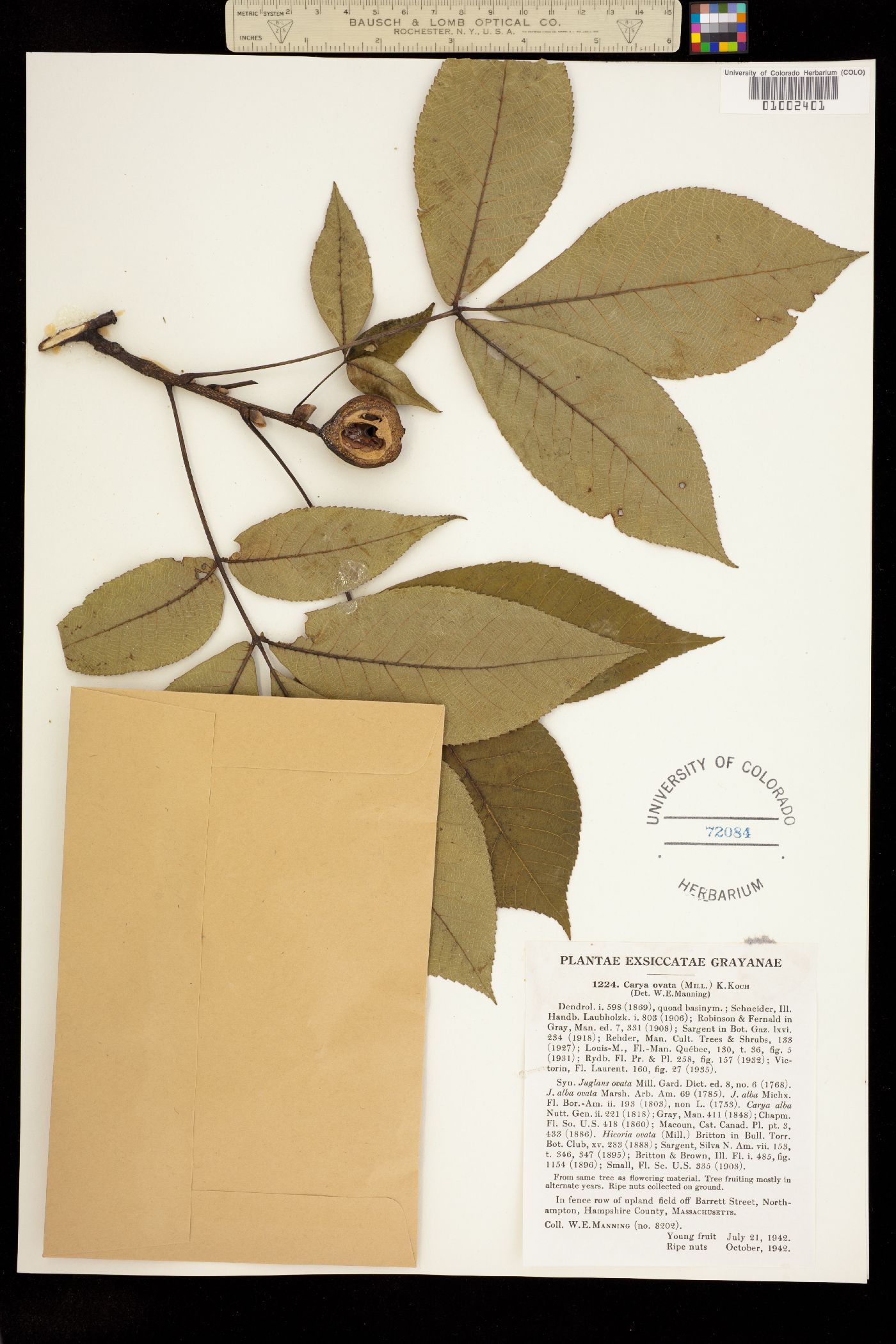 Carya ovata image