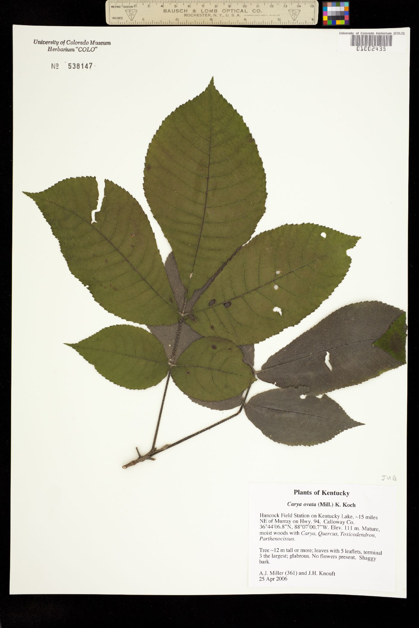 Carya ovata image