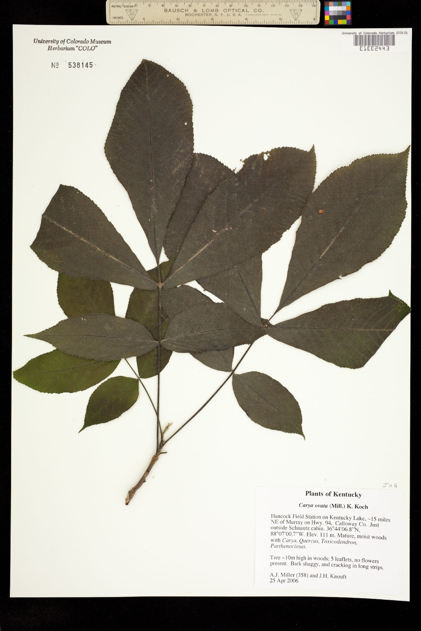 Carya ovata image