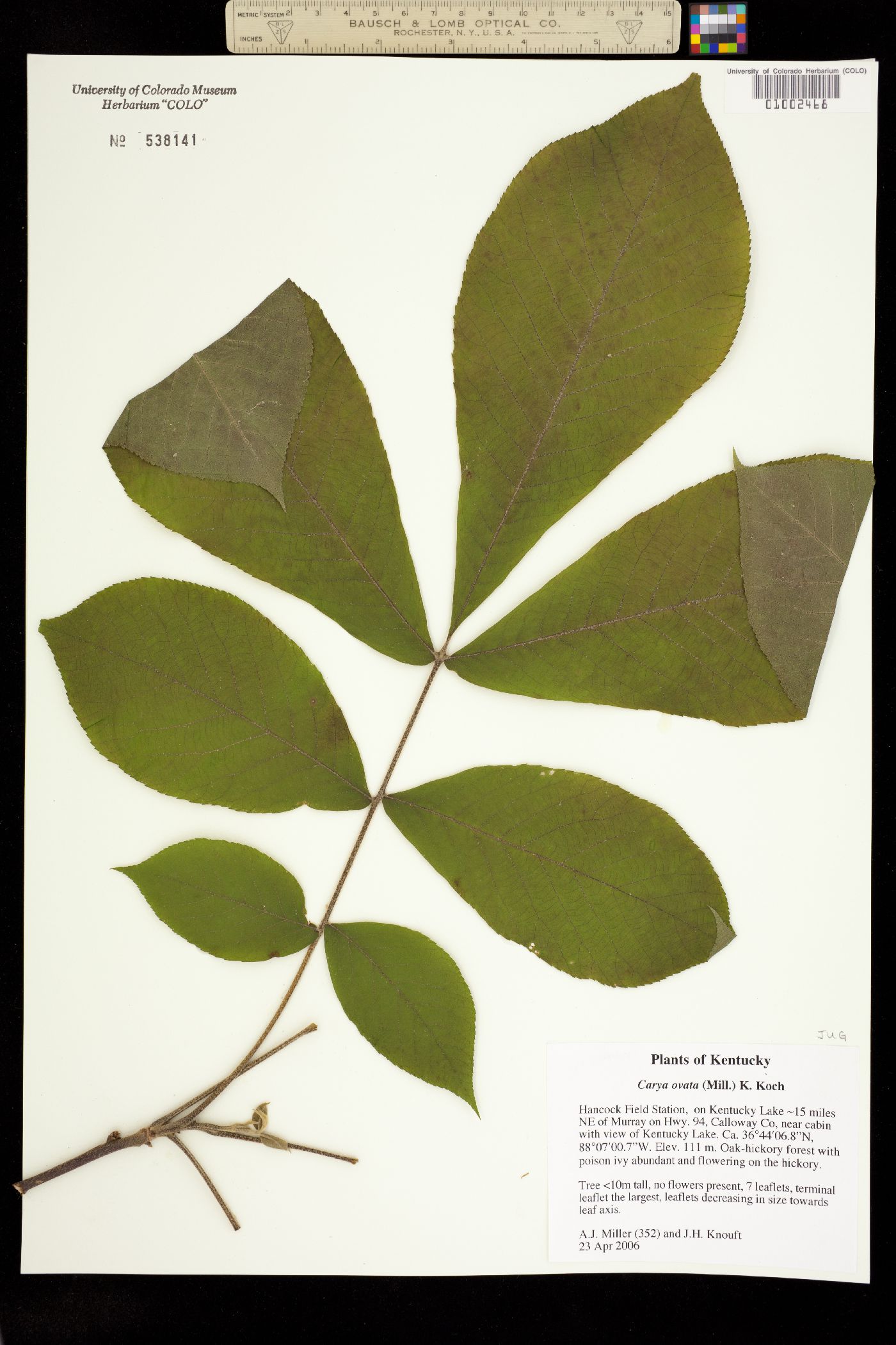 Carya ovata image