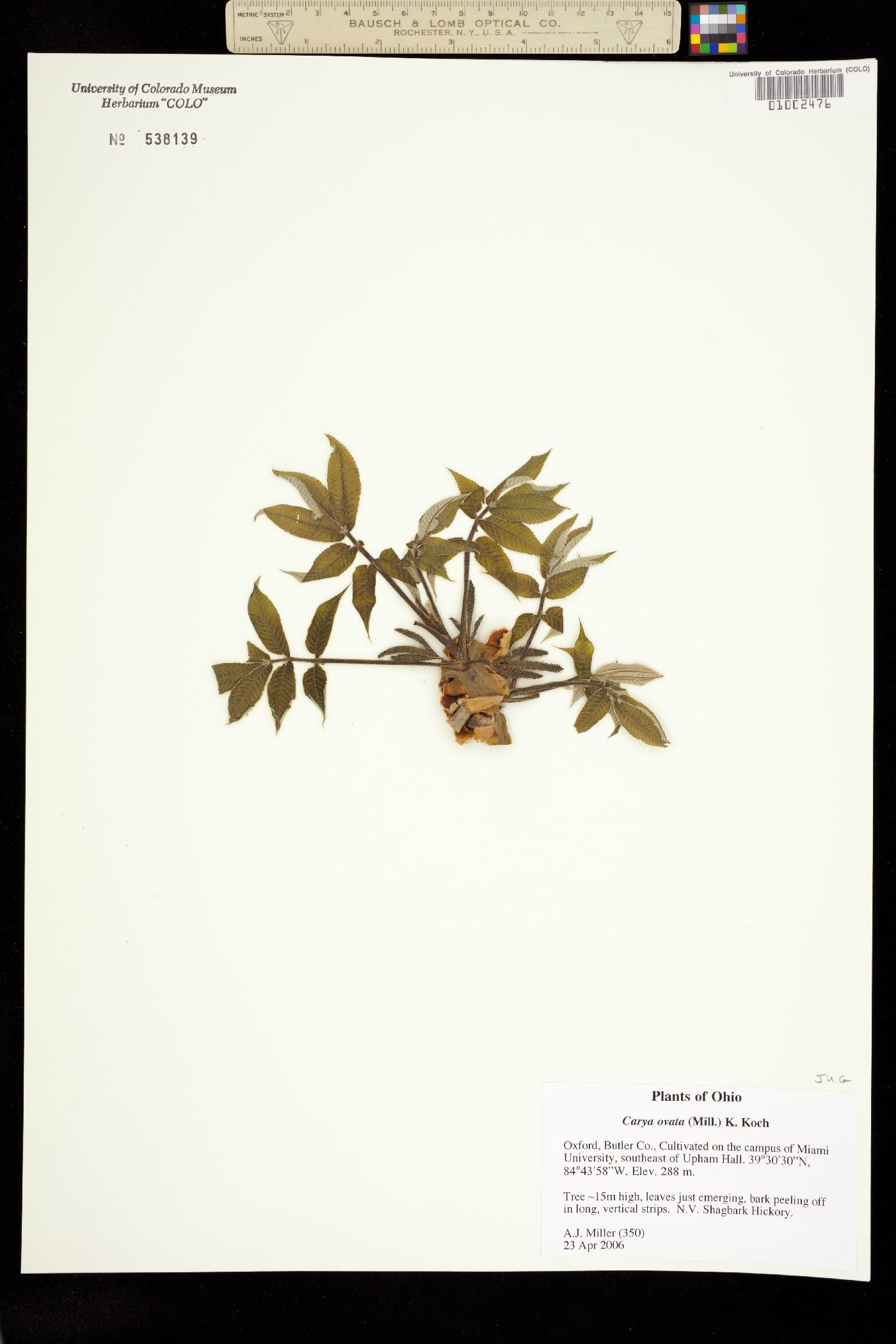 Carya ovata image