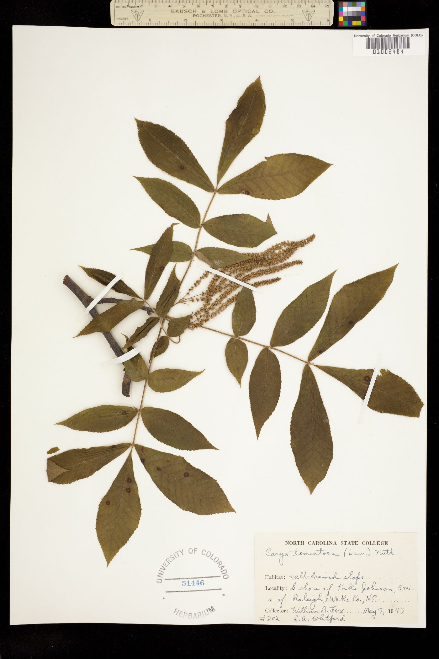 Carya tomentosa image
