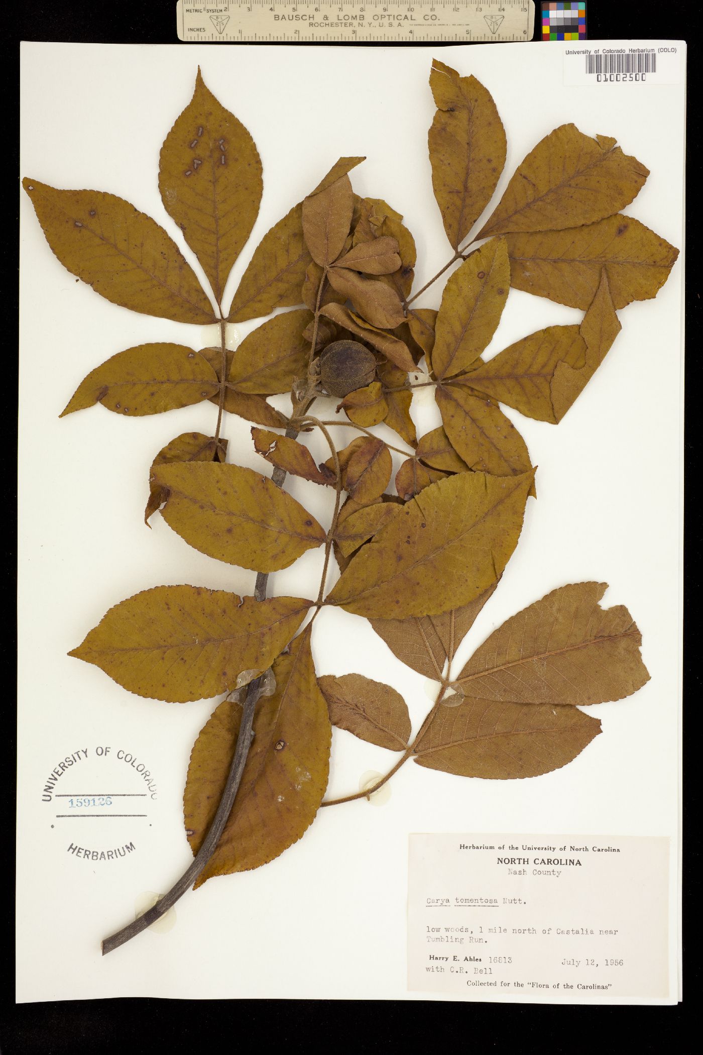 Carya tomentosa image