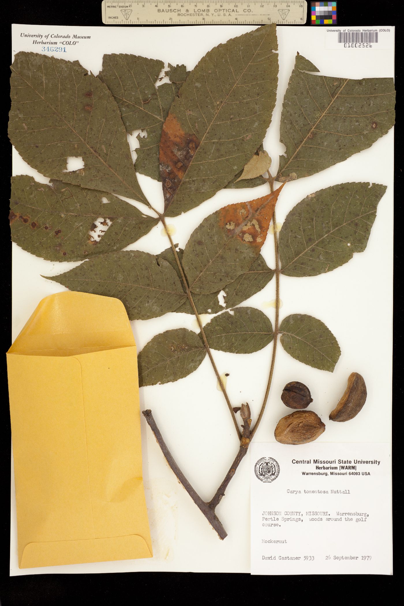 Carya tomentosa image