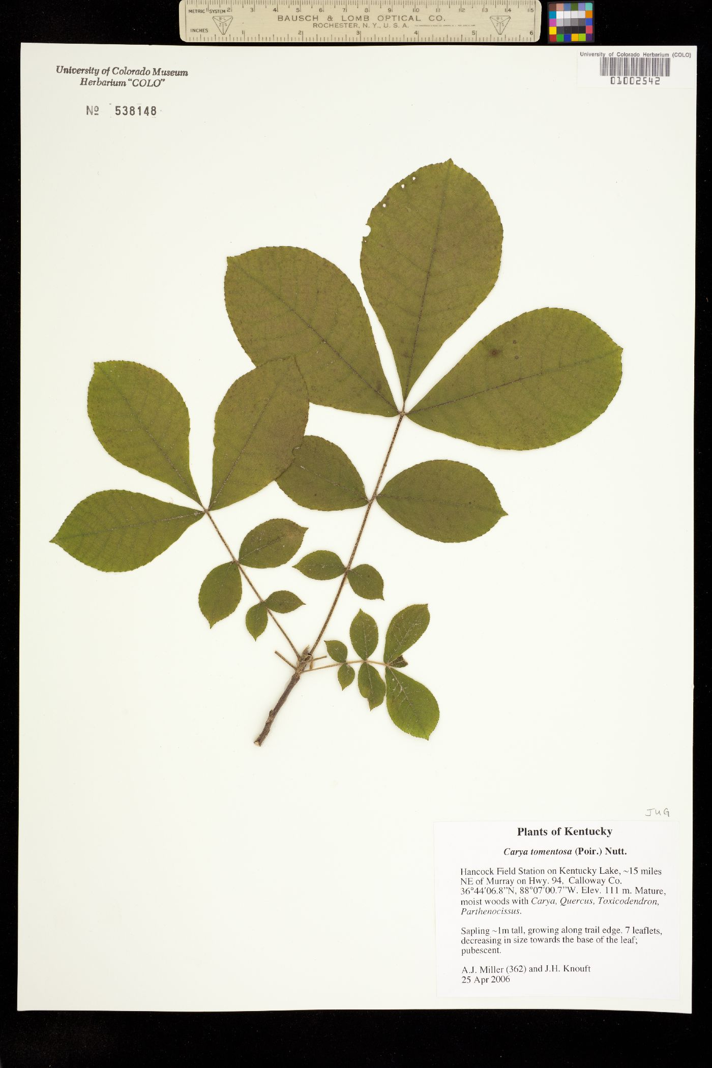 Carya tomentosa image