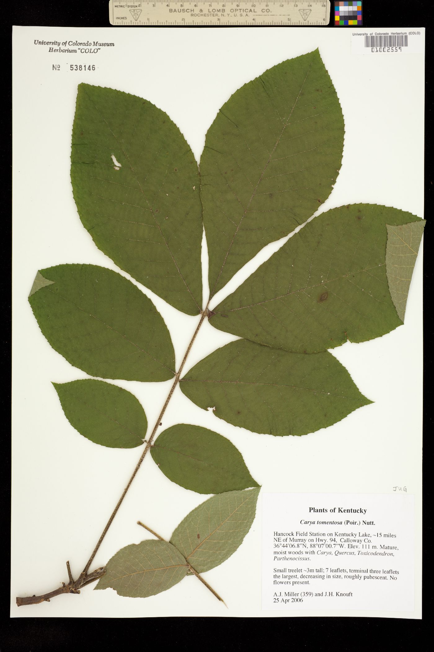 Carya tomentosa image