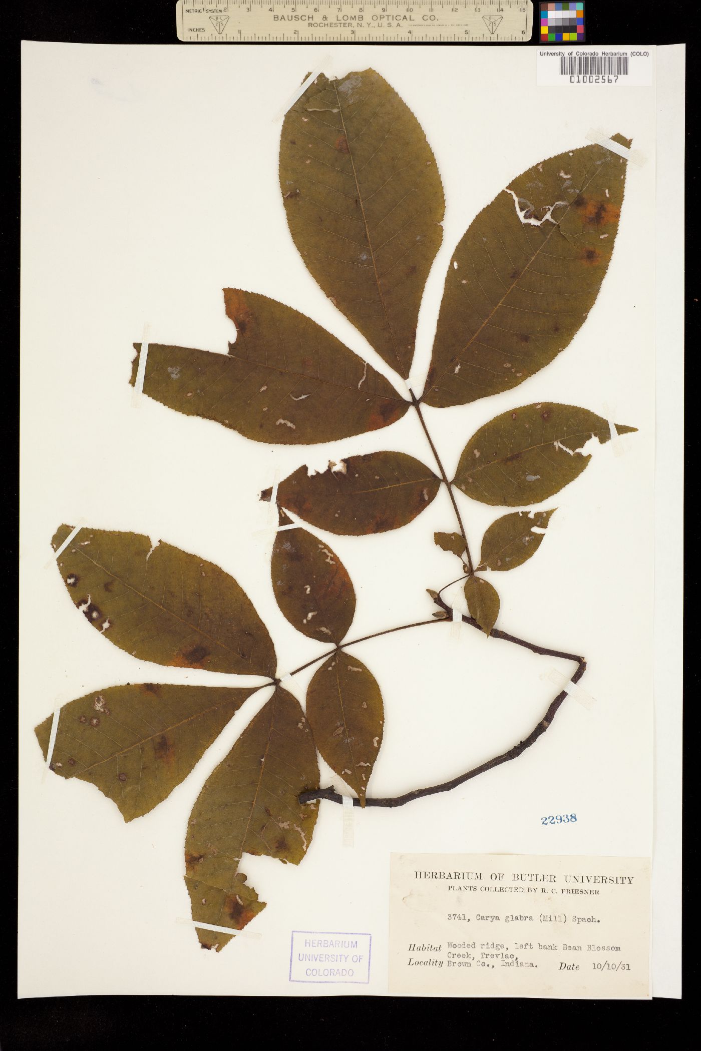 Carya glabra image