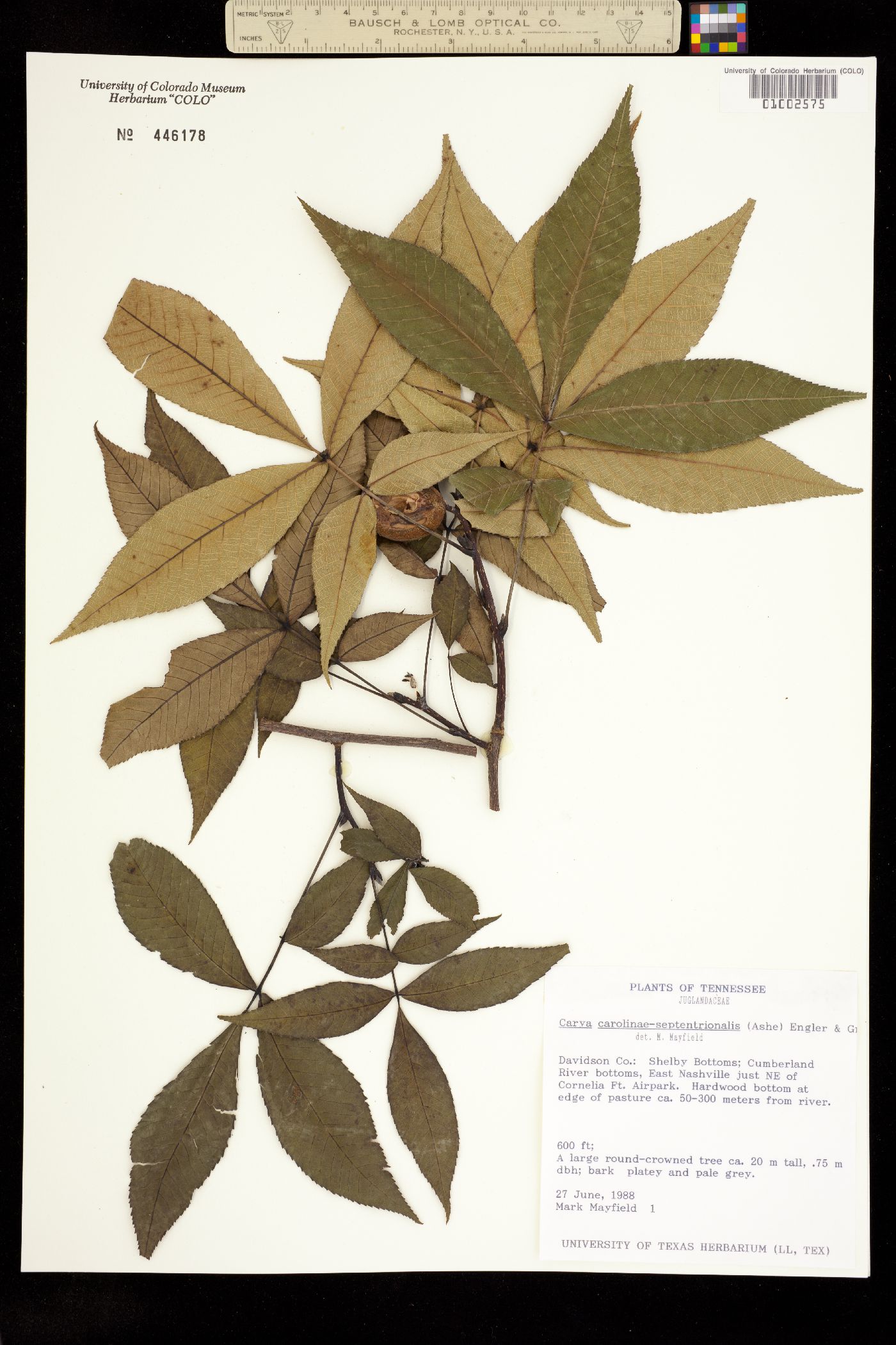 Carya ovata var. australis image